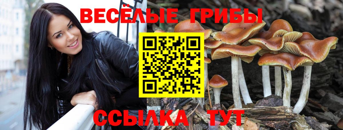 Псилоцибиновые грибы GOLDEN TEACHER Моршанск